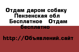 Отдам даром собаку - Пензенская обл. Бесплатное » Отдам бесплатно   